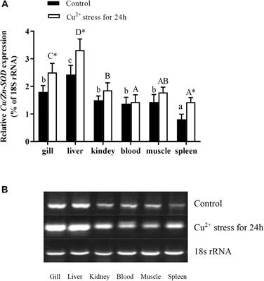 miR-489-3p Regulates the Oxidative Stress Response in the Liver and Gill Tissues of Hybrid Yellow Catfish (Pelteobagrus fulvidraco♀ × P. vachelli♂) Under Cu2+ Exposure by Targeting Cu/Zn-SOD